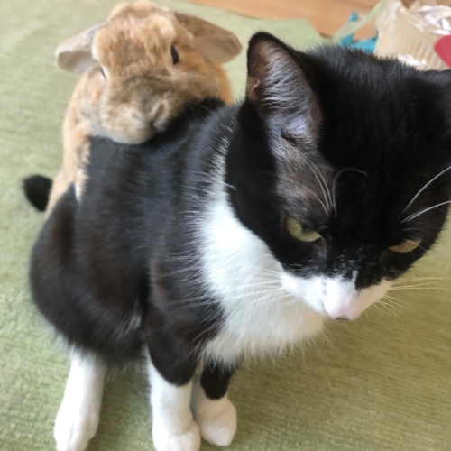 猫の背に乗るウサギ