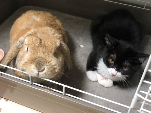 お迎え当初の猫