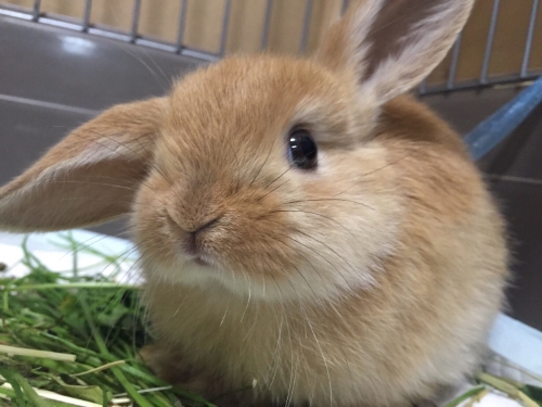 ウサギの赤ちゃん時代