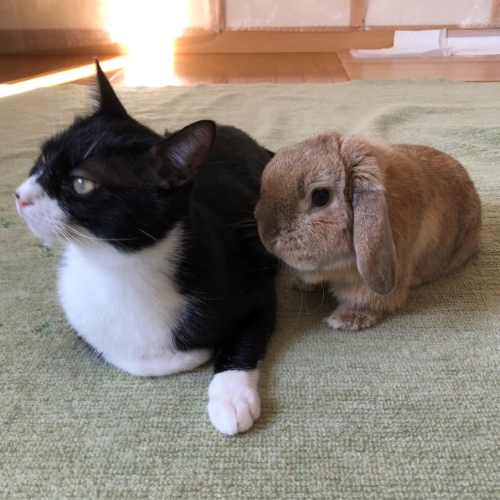 シンクロするうさぎと猫