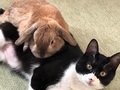 「ふかふかの愛」「うらやましい」　先住ウサギと保護子猫が出会って1年、変わらず仲睦まじい姿に幸せがあふれてる