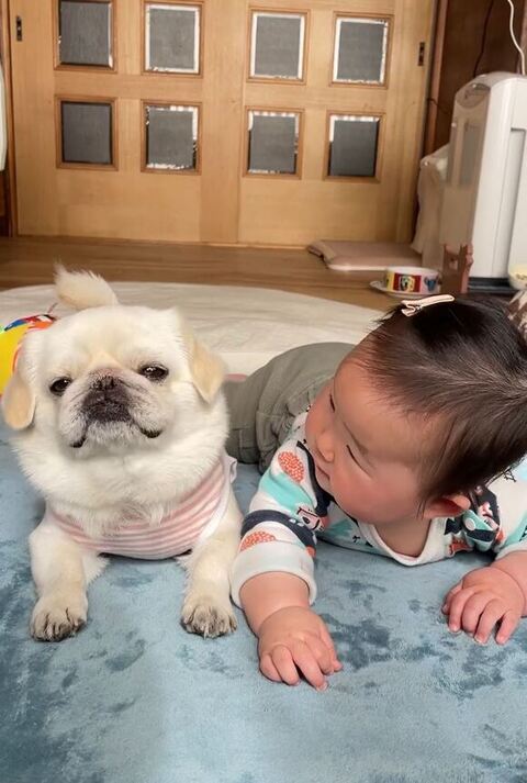 桃ちゃんを見つめる妹ちゃん