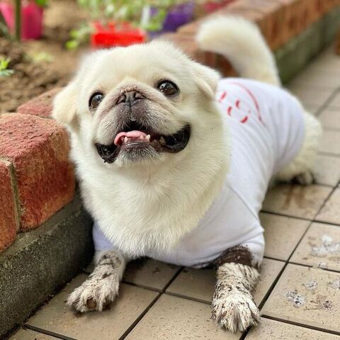 前足が汚れてる桃ちゃん