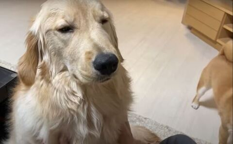 眠そうなおからちゃん