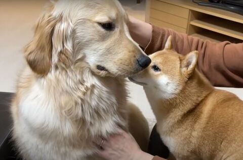 おからちゃんの匂いをかぐうにくん