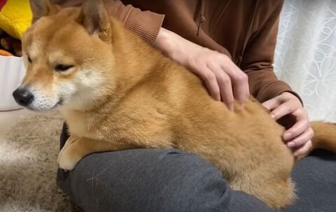 マッサージされるうにくん