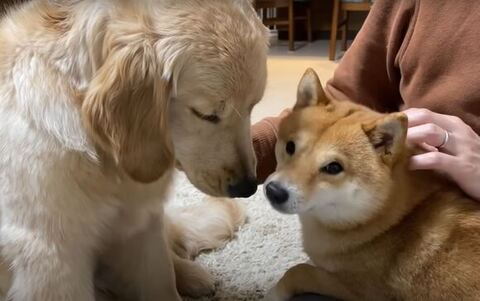 寝そうなおからちゃんとカメラ目線のうにくん