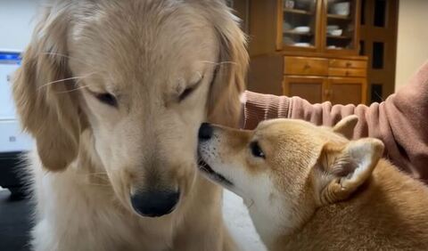 眠そうなおからちゃんをなめるうにくん