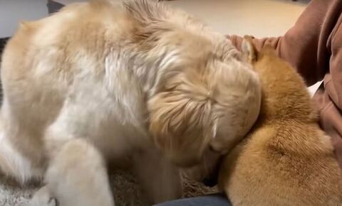 うずくまるおからちゃん