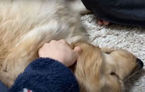 ごろんしてるおからちゃん