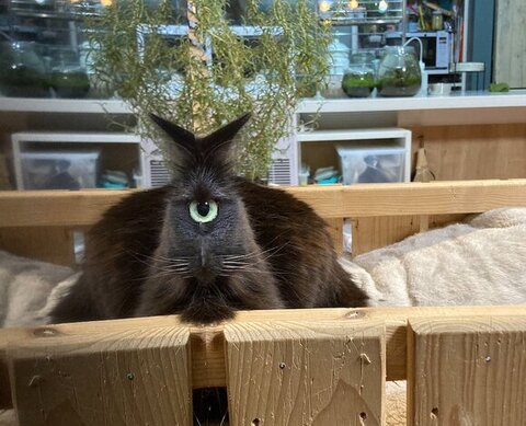 衝撃のビジュアル猫