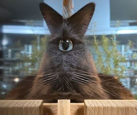 じっと見てるスミちゃんアップ