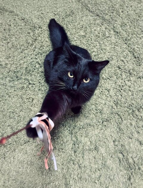 スミちゃん猫じゃらし