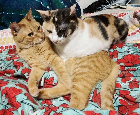 シバくんとピノちゃん