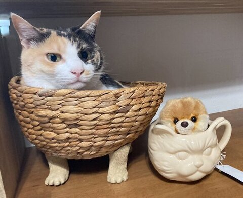 カゴに入るにゃんず