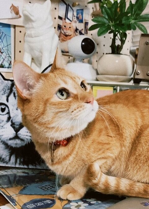 上を見てるシバ先輩