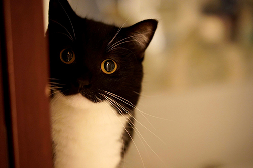 飼い主さん待ちのお顔