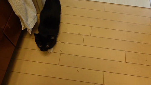 動画最初のうにちゃん