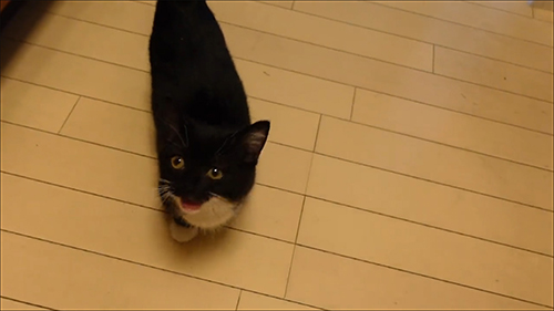 お口を開けるうにちゃん