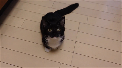 正面から見上げるうにちゃん