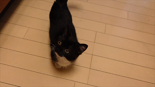 左を見るうにちゃん