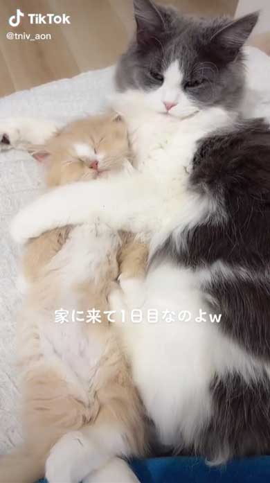 姉猫ラガマフィンがマンチカンを抱きしめる