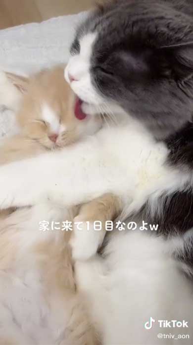 ラガマフィンが弟猫のマンチカンをかわいがる