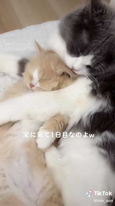 新入り猫が気持ちよさそうに目を細める