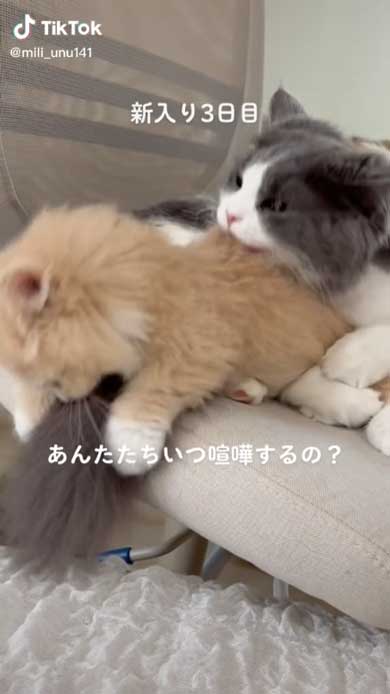 新入り猫マンチカンが来て3日目