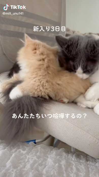 毛づくろいの動きがシンクロする猫