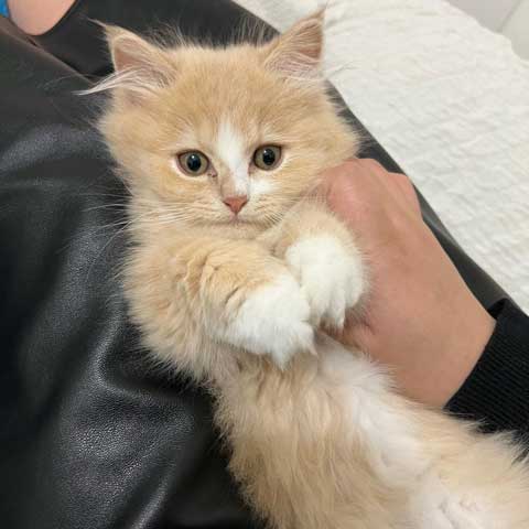 マンチカンがカメラ目線