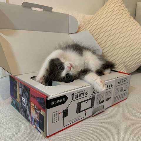 ラガマフィンのあざといポーズ