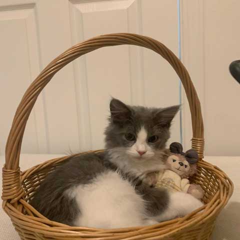 ラガマフィンがカゴに入る