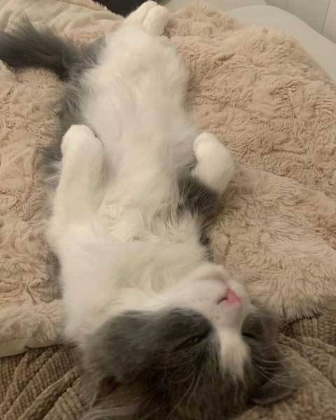 ラガマフィンが寝る