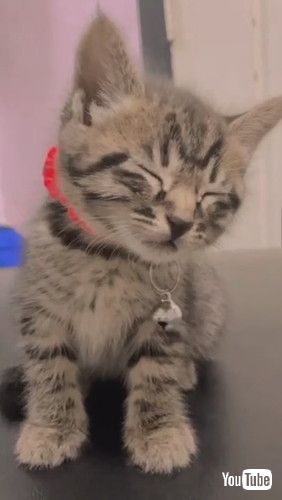 うとうとする子猫