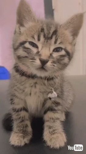 うとうとする子猫