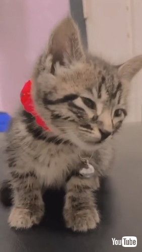 カクッとして目を開ける子猫