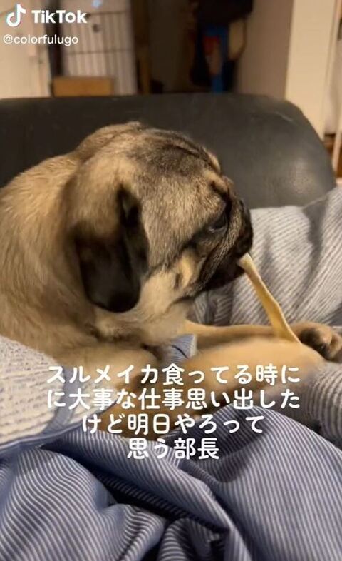 小型犬