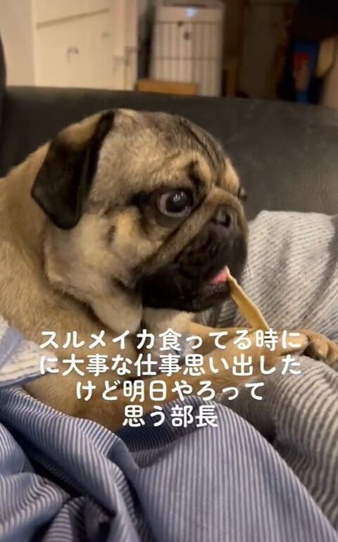 遠くを見てかみかみ