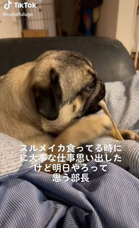 うつろな表情でガムをかむパグ