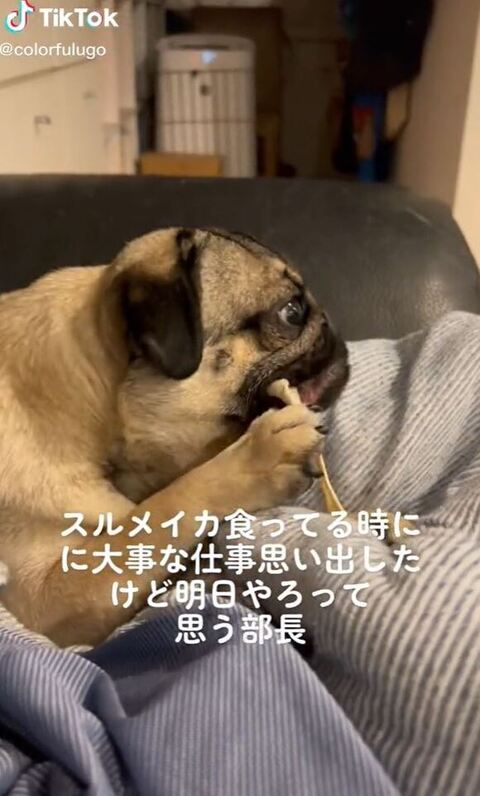 右手をそえてかむ犬