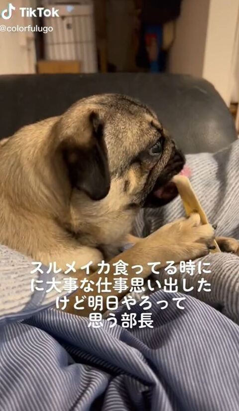 舌をだしてる