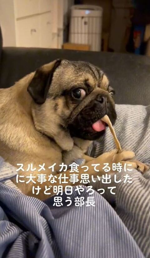 口をあけてこっちを向いてる
