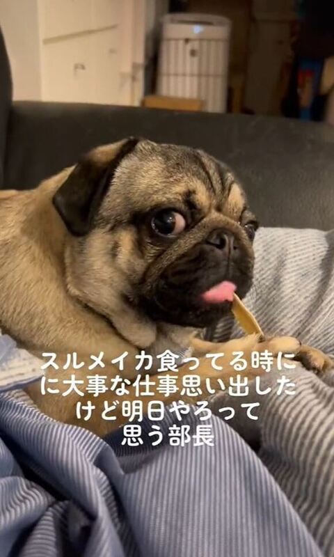 舌をだしながらこっちを見てる