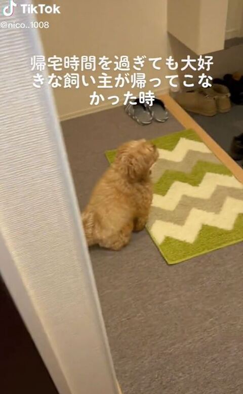 帰りを待つワンコ