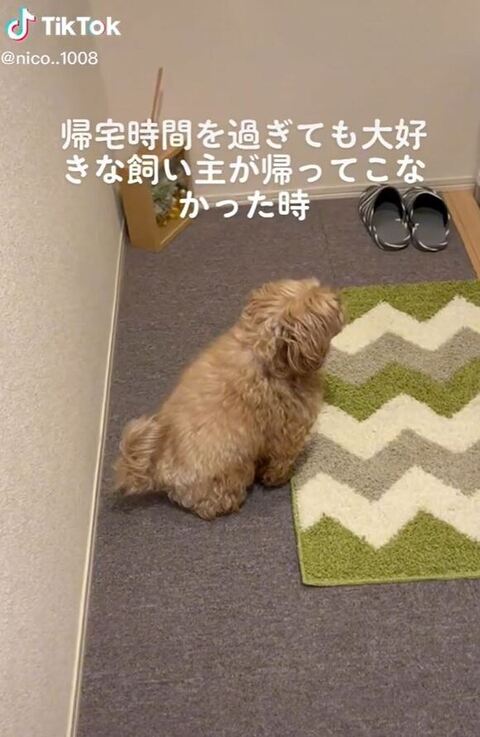 玄関で待ってるにこちゃんの様子横から