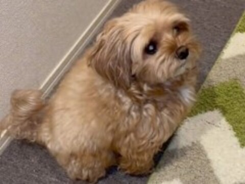 玄関を見てるにこちゃん