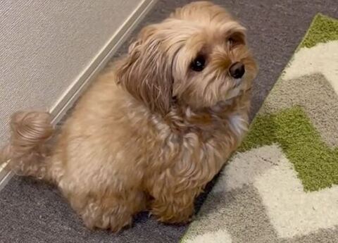 玄関を見てるにこちゃんアップ