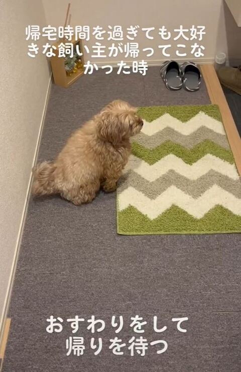 玄関を見てるにこちゃん横から