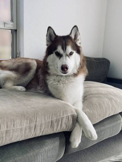 シベリアンハスキー 北斎 話はすべて聞いた